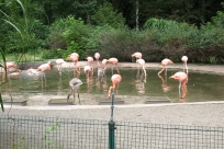 Flamingi